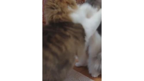 喧嘩している猫