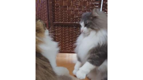 喧嘩している猫