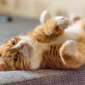 猫がひそかに徹底している『マイルール』5選　行動に隠された心理や習性も解説