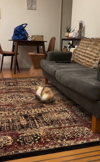 ソファの横に座っている猫