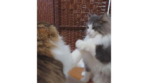喧嘩している猫