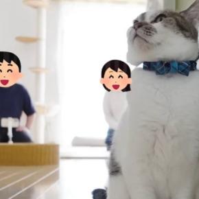 猫はパパとママ『どちらを選ぶ？』→同時に呼んでみた結果…笑ってしまう『夫婦バトルの様子』に「なんて平和な戦いｗ」「面白すぎて爆笑」の声