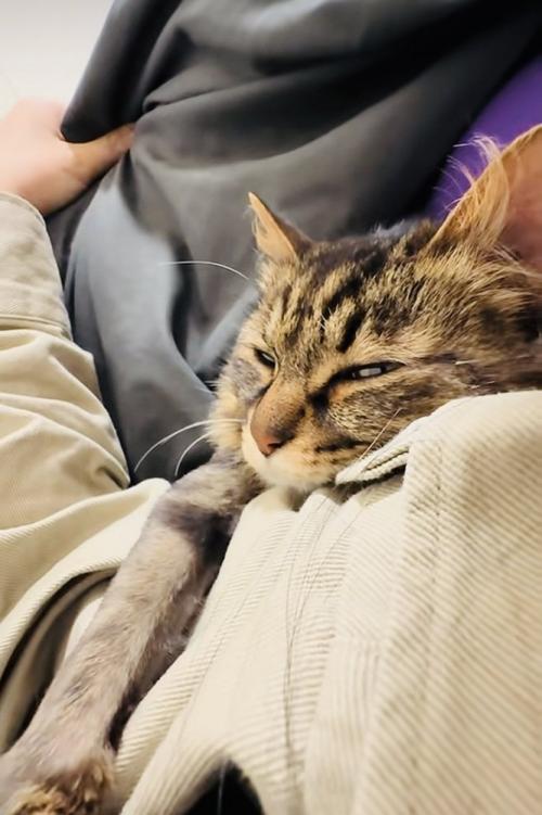 飼い主さんの脇に挟まって寝るキジトラ猫