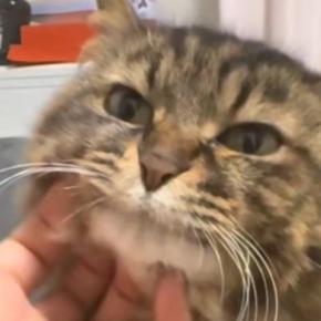顎をなでなでされるキジトラ猫→段々と『とろけていった』結果…表情の変化が可愛すぎると１万いいね「ありゃぁぁ」「信じられないほど可愛い」