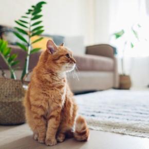 『だらしない飼い主』が招く猫への悪影響5つ　健康を脅かすリスクや起こりうるトラブル