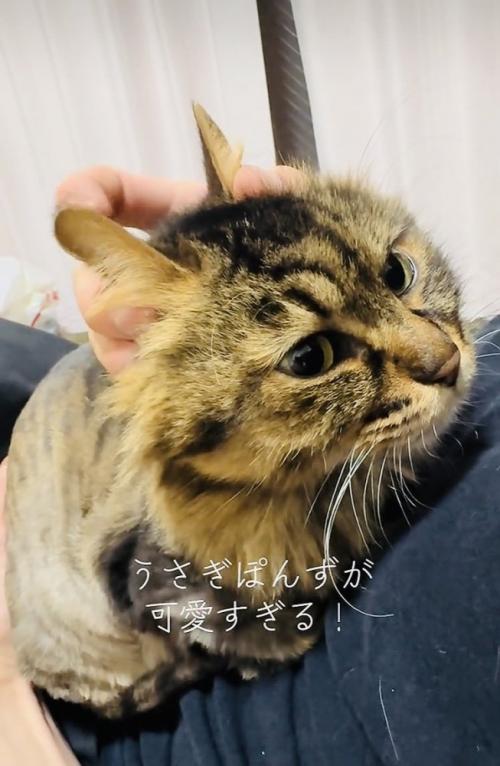 飼い主さんのお腹に乗って甘えるキジトラ猫