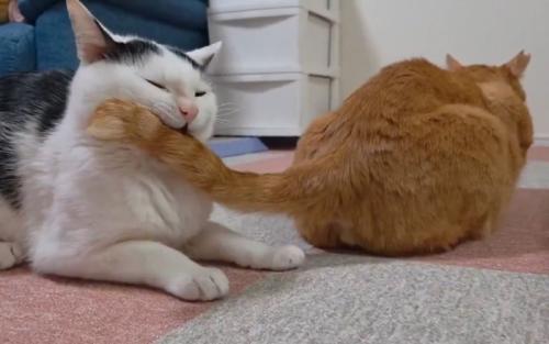 口の中に尻尾が