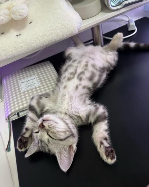 仰向けになって眠る子猫
