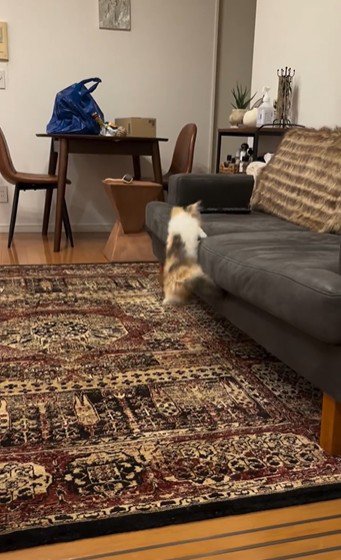 ソファに飛び乗っている猫
