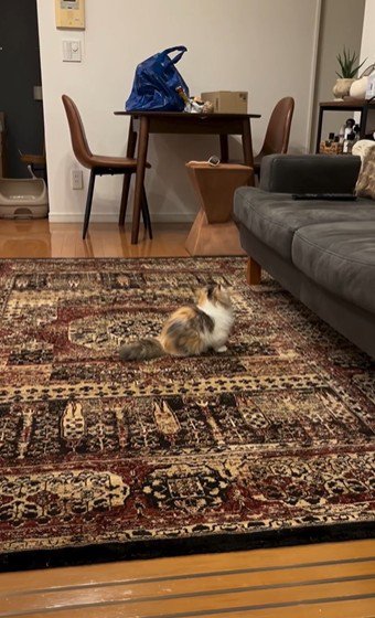 ソファを見ている猫