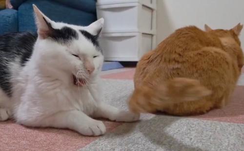 あくびする猫