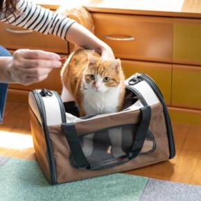 猫が『キャリーバッグ』へ入るのを嫌がるときの対処法6つ　入れるようになるメリットや慣らし方のコツも