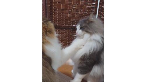 喧嘩している猫
