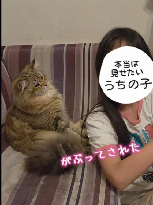 ソファに寄りかかりながら子どもを見る猫