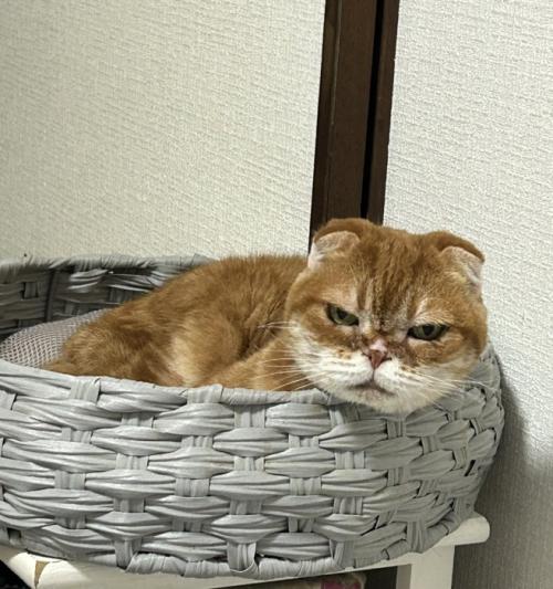 猫用ベッドに入っている猫