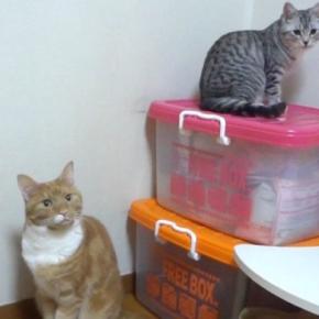 同じ場所にいる2匹の猫→『それぞれの名前』を呼んでみた結果…賢すぎる『完璧なリアクション』が56万再生「声がかわゆいｗｗ」「天才」