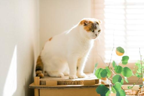 爪とぎの上に座るスコティッシュフォールド