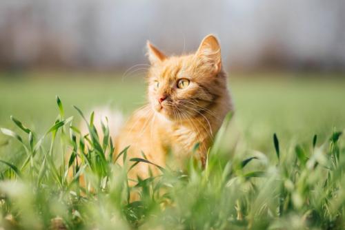 草むらで立ち止まっている猫