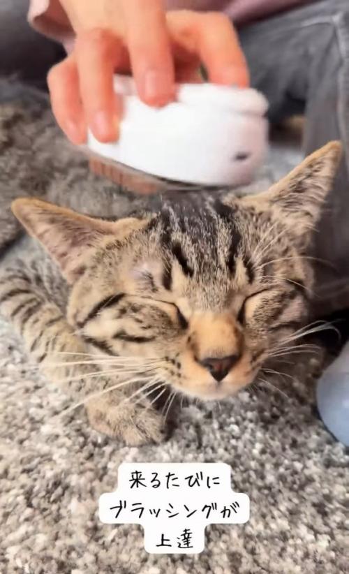頭をブラッシングされる猫