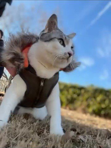 芝生に座る猫