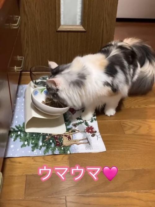 ごはんを食べる猫