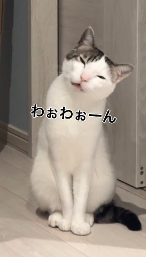 首を傾げて鳴き声をあげる猫