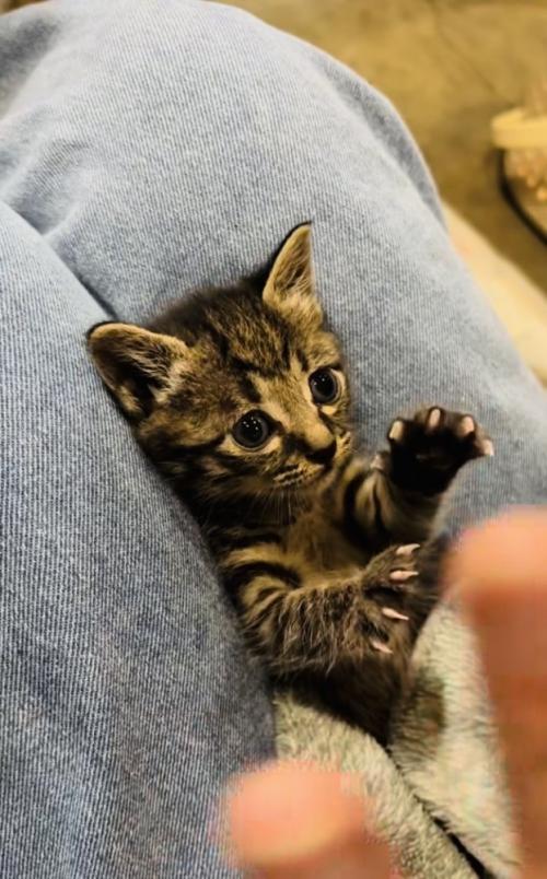 投稿主さんの真似をして万歳する子猫