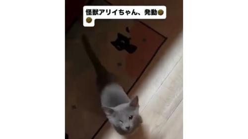 室内にいる猫