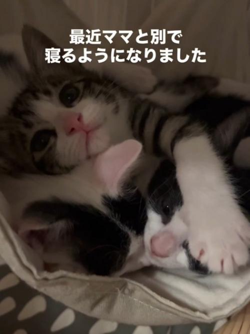 子猫の頭に前足を乗せる子猫