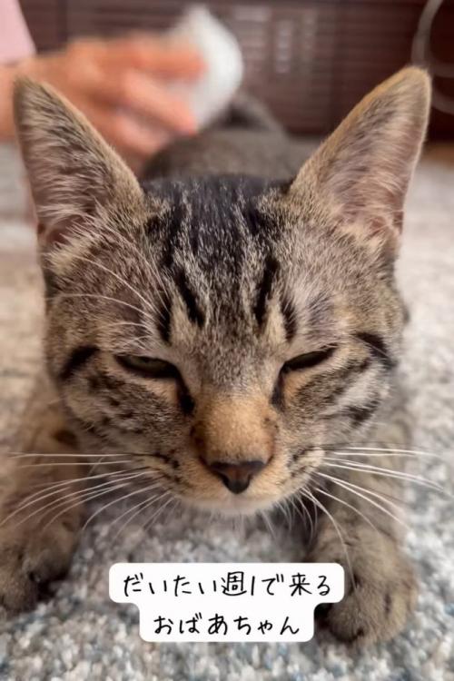 伏せて目を細める猫