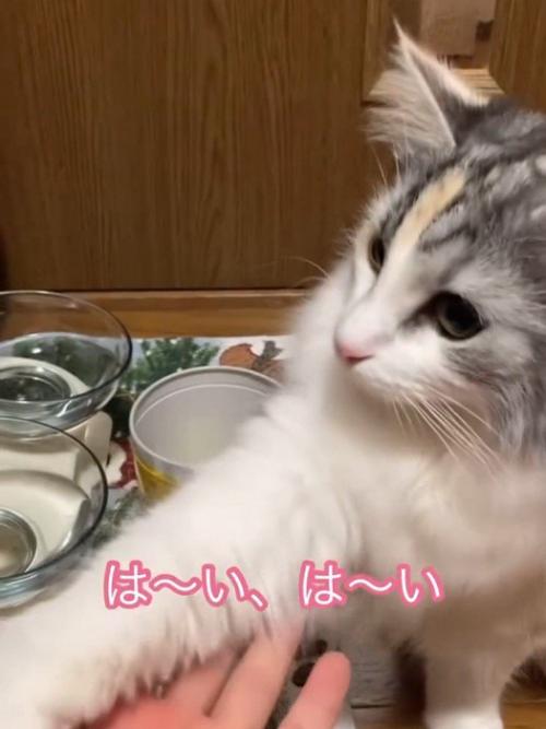 人の手に前足を乗せる猫