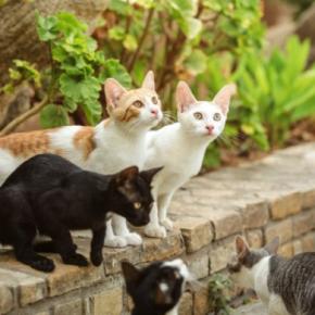 猫の『毛柄』が多種多様な理由3選　模様が決まる仕組みや遺伝の秘密も解説