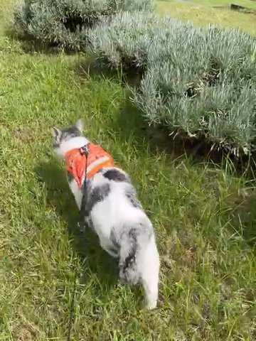 散歩する猫の後ろ姿