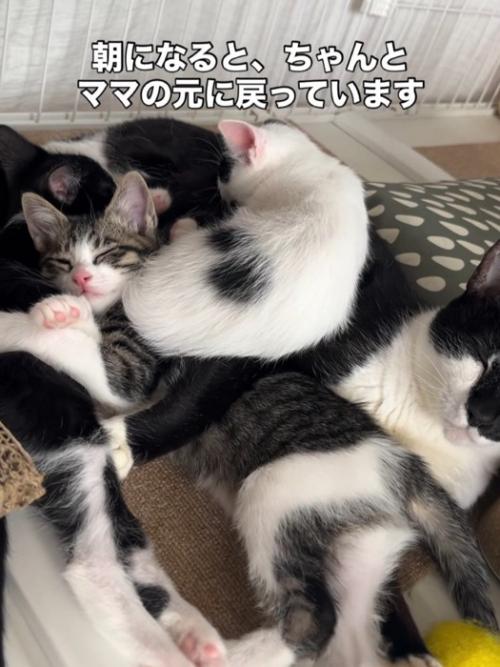 母猫と子猫たち
