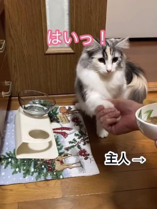 お手をする猫