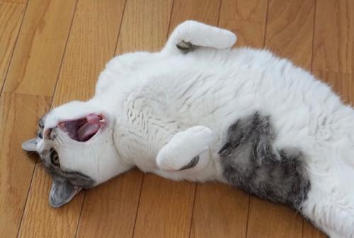 仰向けであくびをする猫