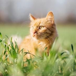 猫にとって危険な『天敵』動物5選　遭遇時に起こりうるトラブルや回避するための対策方法