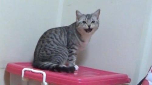 サバトラのアップ
