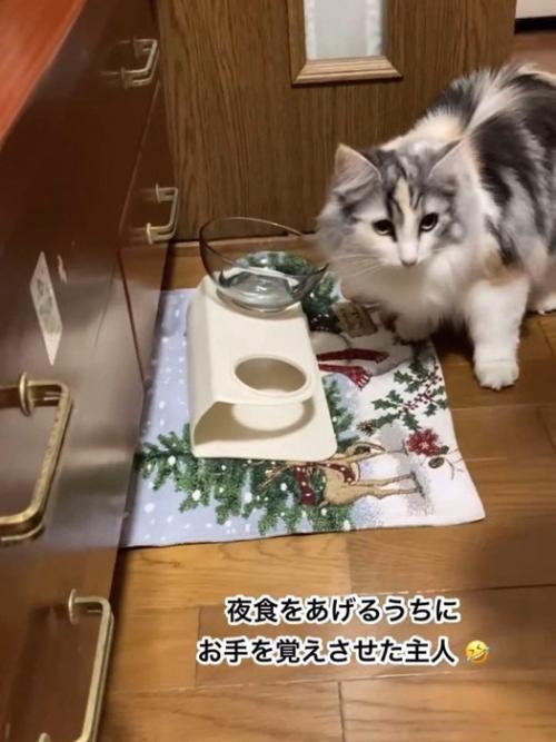 食器の前に立っている猫