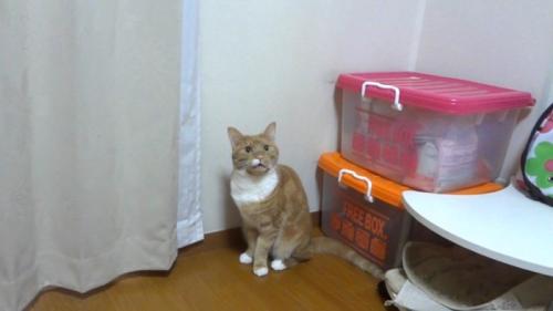 鳴く茶白