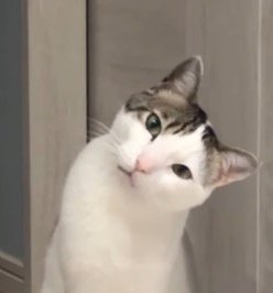 首を傾げる猫の顔