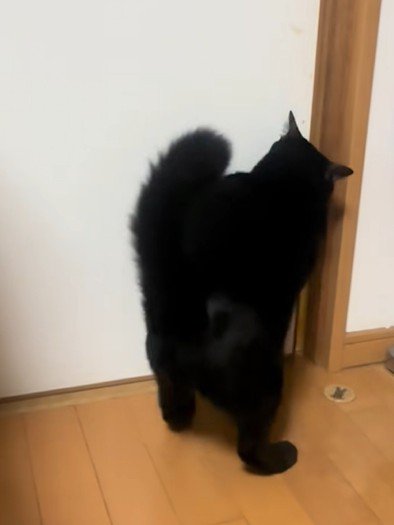 ドアを開けようとする猫