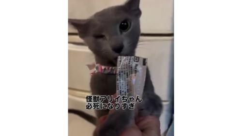 おやつを食べている猫