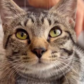 週1で家にくるおばあちゃんに猫が『ブラッシング』されると…可愛すぎる光景が50万再生「力加減がいいのかな」「ゴッドハンドだね」
