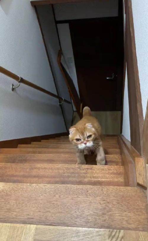 階段の途中で足を止める猫