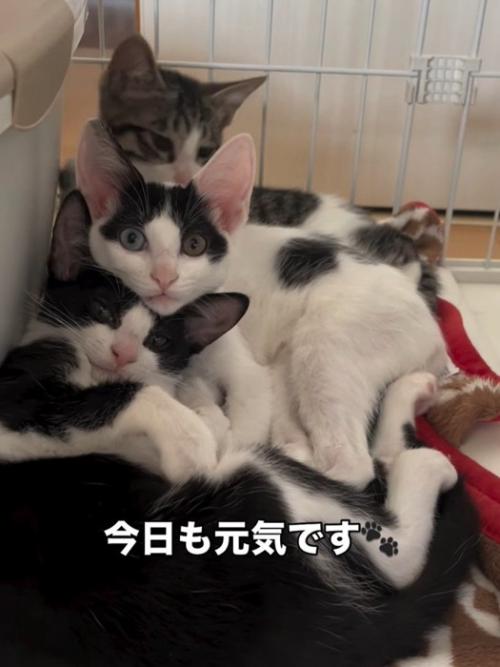 くっつく3匹の子猫