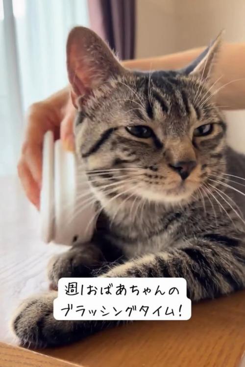 顔の横をブラッシングされる猫
