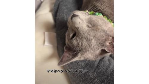 膝にいる猫