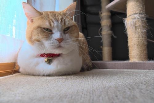 窓辺で不機嫌そうな猫