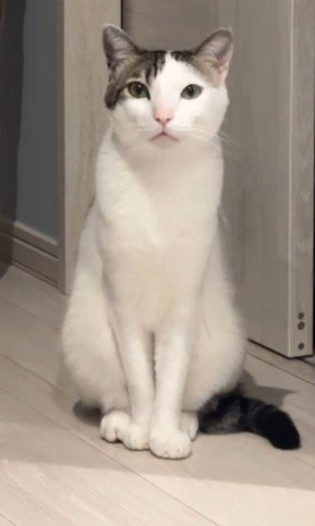 座った姿勢で飼い主を見つめる猫